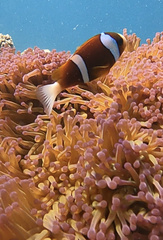 Amphiprion akindynos