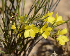 Orianthera flaviflora