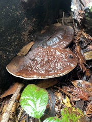 Ganoderma oregonense