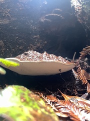 Ganoderma oregonense