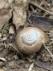 Sauroconcha corneovirens