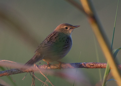 Locustella naevia