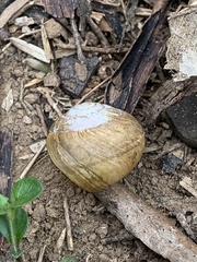 Sauroconcha corneovirens