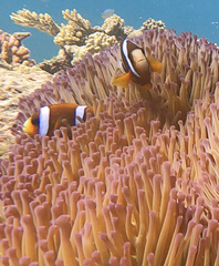 Amphiprion akindynos