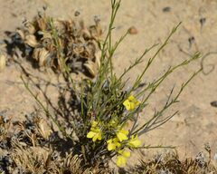 Orianthera flaviflora