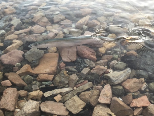 Blackfin wolf herring (Chirocentrus dorab) — Chirocentridae — 4
