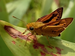 Cephrenes trichopepla