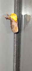 Doratifera oxleyi