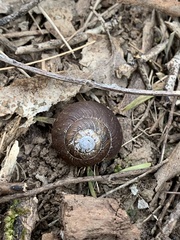 Sauroconcha corneovirens
