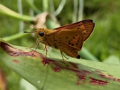 Cephrenes trichopepla