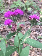 Vernonia texana
