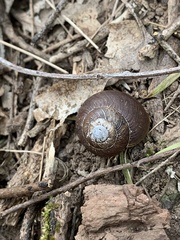 Sauroconcha corneovirens