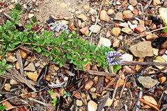 Psoralea bracteolata