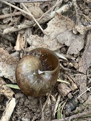 Sauroconcha corneovirens