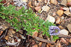 Psoralea bracteolata