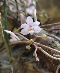 Sarcochilus hillii