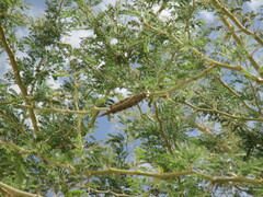 Cyrtacanthacridini