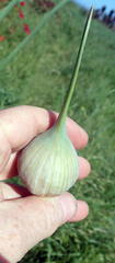 Allium ampeloprasum
