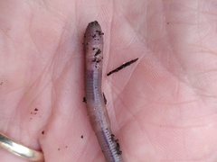 Aporrectodea longa