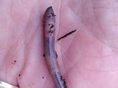 Aporrectodea longa