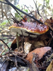 Ganoderma oregonense