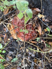 Ganoderma oregonense
