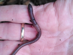 Aporrectodea longa
