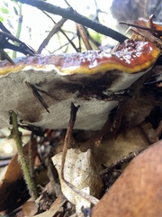 Ganoderma oregonense