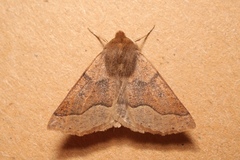 Crocallis tusciaria
