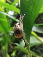 Ovachlamys