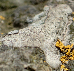 Lecanora caesiorubella