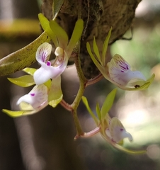 Sarcochilus australis