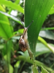 Ovachlamys