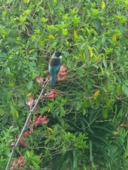 Prosthemadera novaeseelandiae