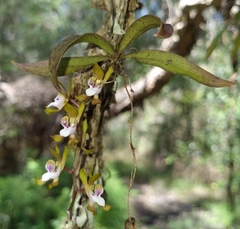 Sarcochilus australis
