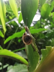 Ovachlamys