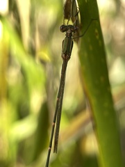 Austrolestes analis