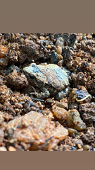 Microhyla