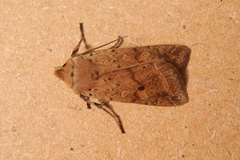 Agrochola blidaensis
