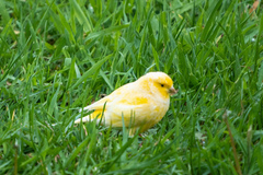 Serinus canaria domesticus