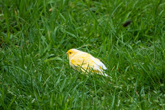Serinus canaria domesticus