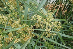Cyperus textilis