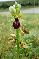 Ophrys sphegodes sphegodes