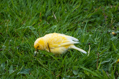 Serinus canaria domesticus