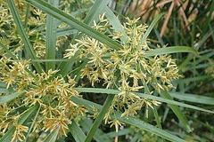 Cyperus textilis