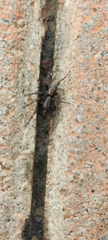 Pardosa laura