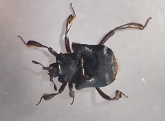 Chlamydopsis