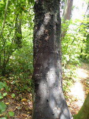 Notochoragus crassus