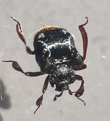 Chlamydopsis
