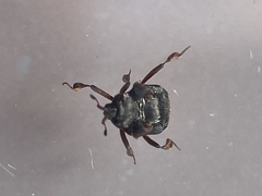 Chlamydopsis
